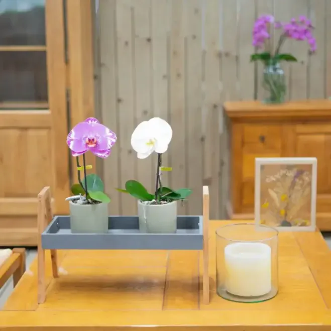 Comprar Phaleanopsis XXL1 Flor en Barcelona | Orquídias