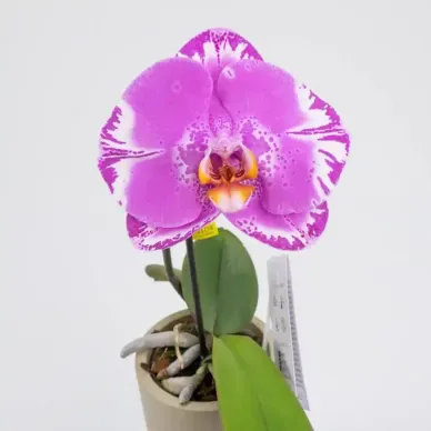 Comprar Phaleanopsis XXL1 Flor en Barcelona | Orquídias 2