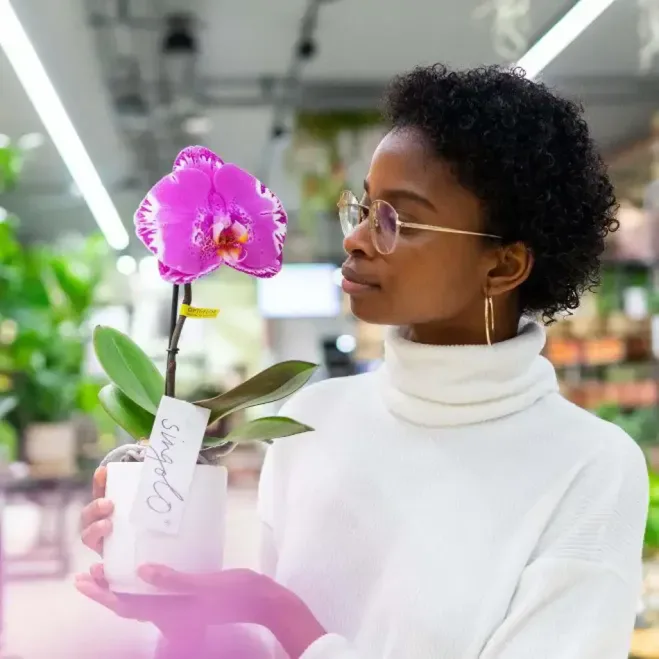 Comprar Phaleanopsis XXL1 Flor en Barcelona | Orquídias