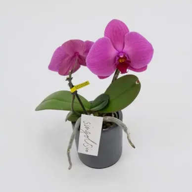 Comprar Phaleanopsis XXL 2 flores en Barcelona | Orquídeas 2