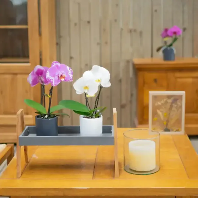 Comprar Phaleanopsis XXL 2 flores en Barcelona | Orquídeas