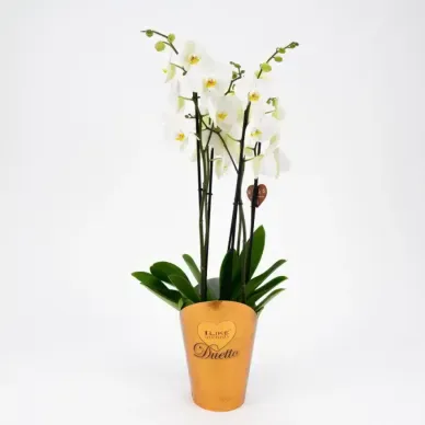 Comprar Phalaenopsis Deluxe en Barcelona | Orquídeas