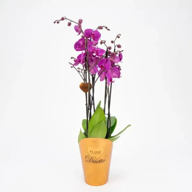 Comprar Phalaenopsis Deluxe en Barcelona | Orquídeas