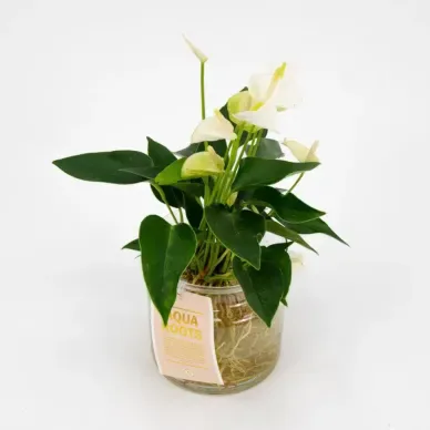 Anthurium aquàtic