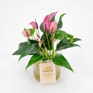 Anthurium acuático 2