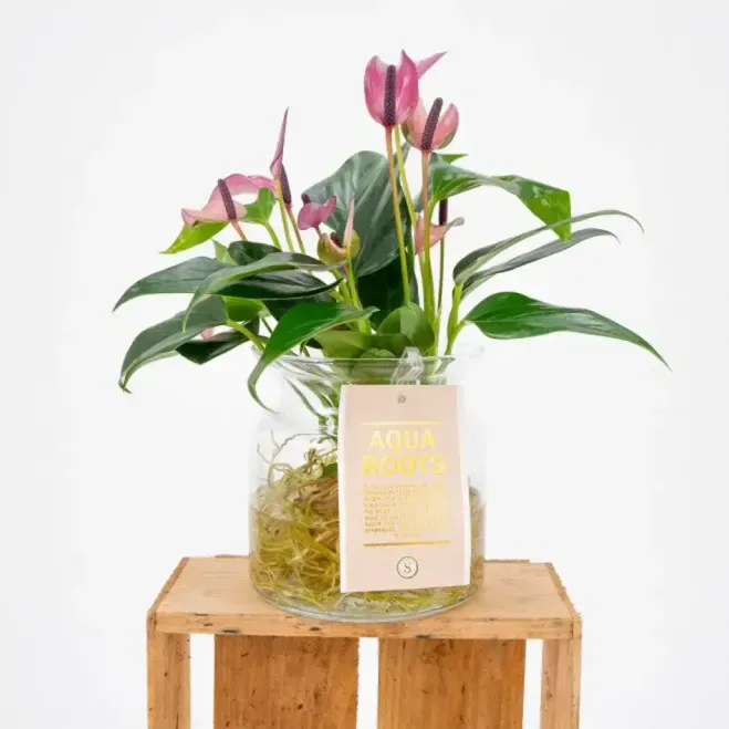 Anthurium aquàtic