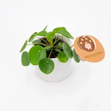 Comprar Pilea en Barcelona | Plantas de Interior
