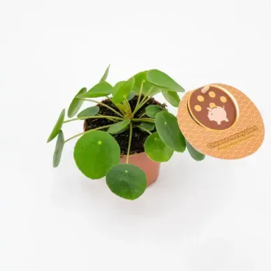 Comprar Pilea en Barcelona | Plantas de Interior 2