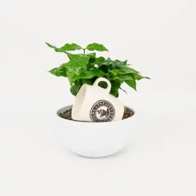 Comprar Planta del Café Arábico en Barcelona | Plantas de Interior