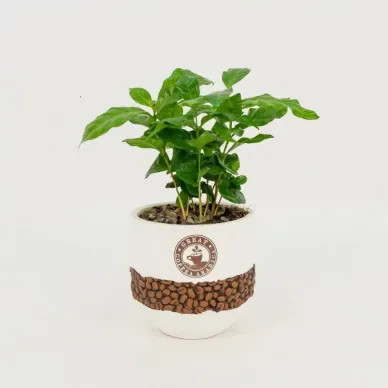 Comprar Planta del Café Arábico en Barcelona | Plantas de Interior 2
