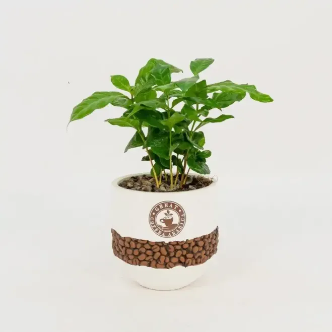 Comprar Planta del Café Arábico en Barcelona | Plantas de Interior