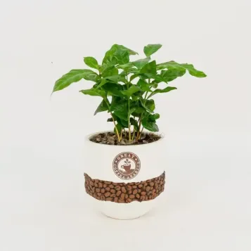 Compra Planta del Cafè Aràbic a Barcelona | Plantes d'Interior