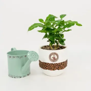 Compra Planta del Cafè Aràbic a Barcelona | Plantes d'Interior