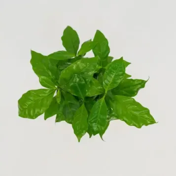 Compra Planta del Cafè Aràbic a Barcelona | Plantes d'Interior