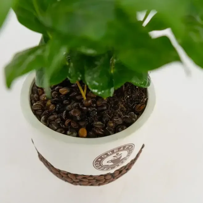 Compra Planta del Cafè Aràbic a Barcelona | Plantes d'Interior
