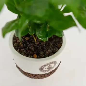 Compra Planta del Cafè Aràbic a Barcelona | Plantes d'Interior