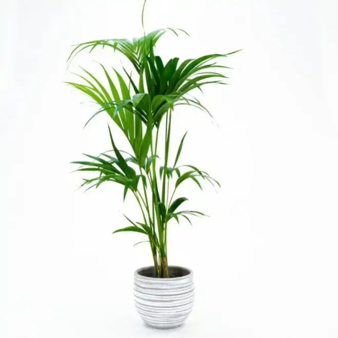 Comprar Kentya en Barcelona | Plantas de Interior