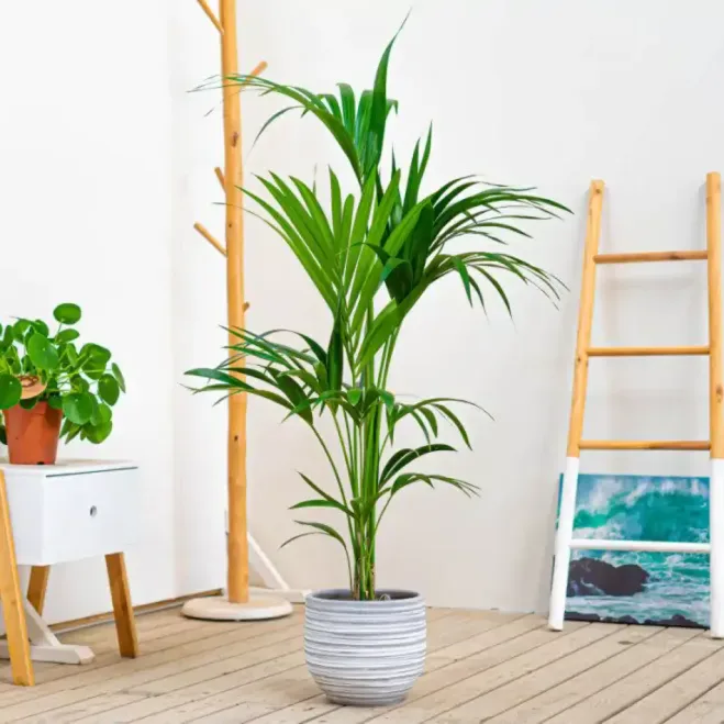 Comprar Kentya en Barcelona | Plantas de Interior