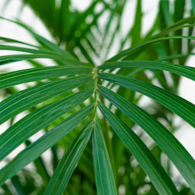 Comprar Kentya en Barcelona | Plantas de Interior