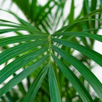 Comprar Kentya en Barcelona | Plantas de Interior