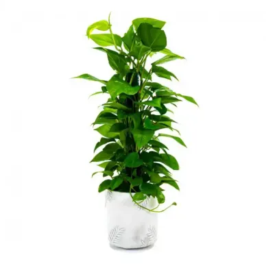 Comprar Pothus Tutor en Barcelona | Plantas de Interior 2