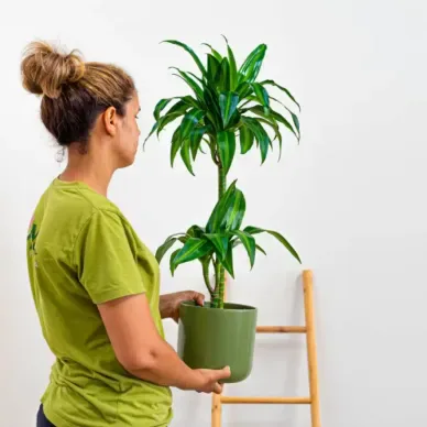 Comprar Dracaena Hawai en Barcelona | Plantas de Interior 2