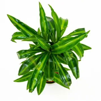 Comprar Dracaena Hawai en Barcelona | Plantas de Interior