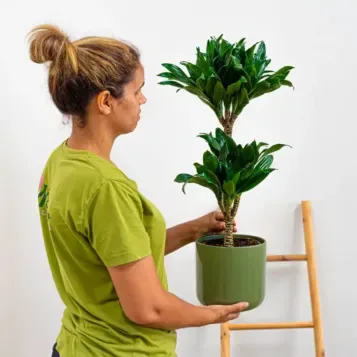 Comprar Dracaena Compacta en Barcelona | Plantas de Interior