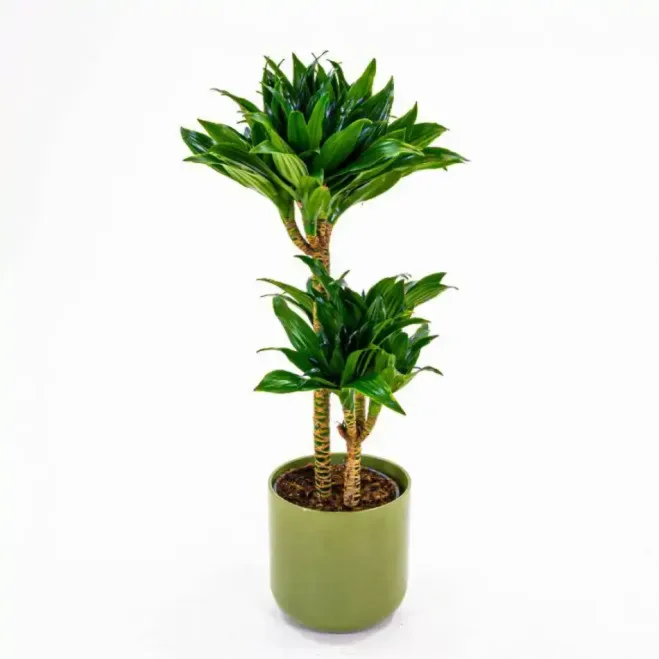 Comprar Dracaena Compacta en Barcelona | Plantas de Interior