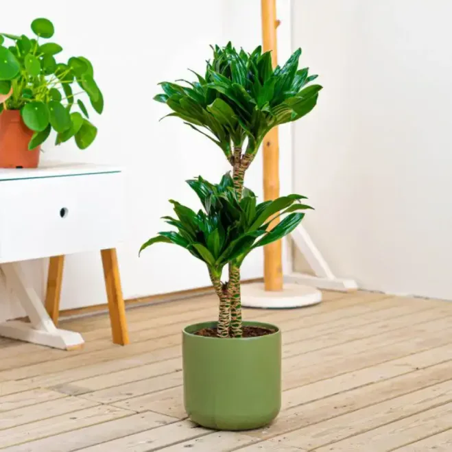 Comprar Dracaena Compacta en Barcelona | Plantas de Interior