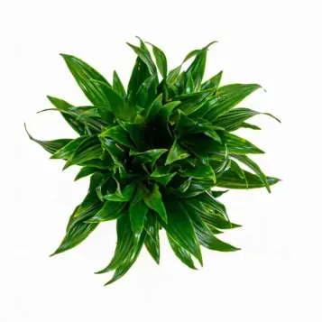 Comprar Dracaena Compacta en Barcelona | Plantas de Interior
