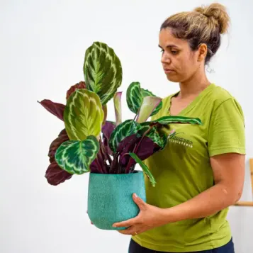Comprar Calathea en Barcelona | Plantas de Interior