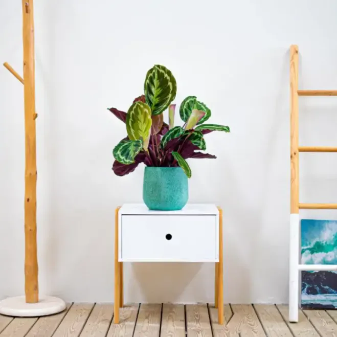 Comprar Calathea en Barcelona | Plantas de Interior