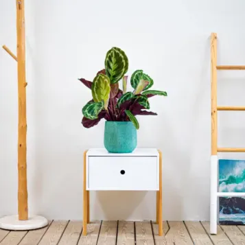Comprar Calathea en Barcelona | Plantas de Interior