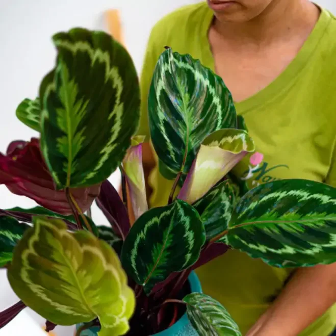 Comprar Calathea en Barcelona | Plantas de Interior