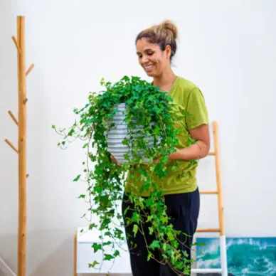 Comprar Hiedras Colgar en Barcelona | Plantas de Interior