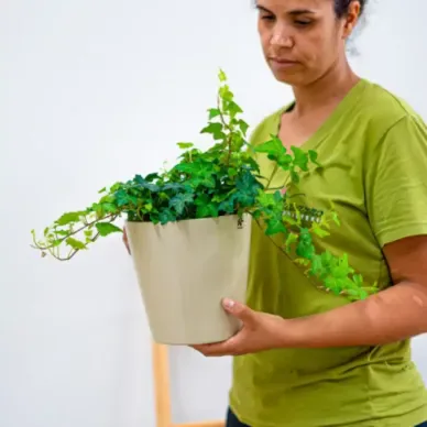 Comprar Hiedras Colgar en Barcelona | Plantas de Interior 2