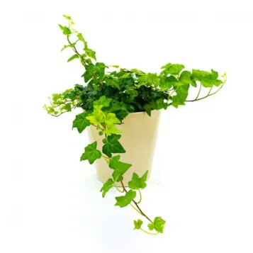 Comprar Hiedras Colgar en Barcelona | Plantas de Interior
