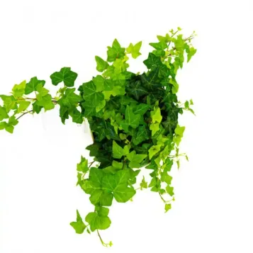 Comprar Hiedras Colgar en Barcelona | Plantas de Interior