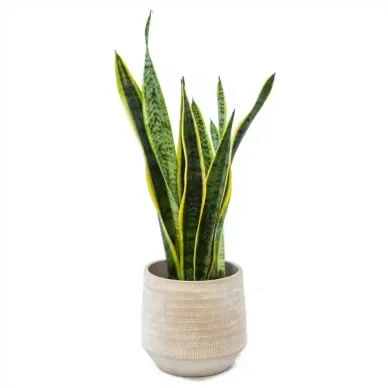 Comprar Sanseviera en Barcelona | Plantas de Interior