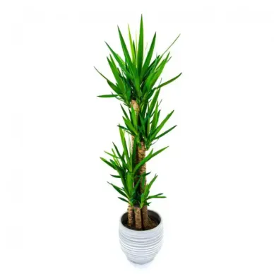 Comprar Yucca en Barcelona | Plantas de Interior