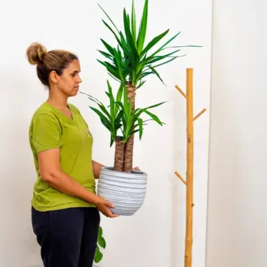 Comprar Yucca en Barcelona | Plantas de Interior 2