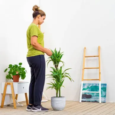 Comprar Dracaena Lemon en Barcelona | Plantas de Interior 2