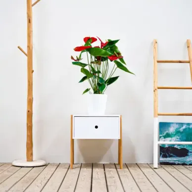 Compra Anthurium en Barcelona | Plantas de Interior 2