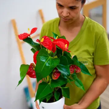 Compra Anthurium en Barcelona | Plantas de Interior