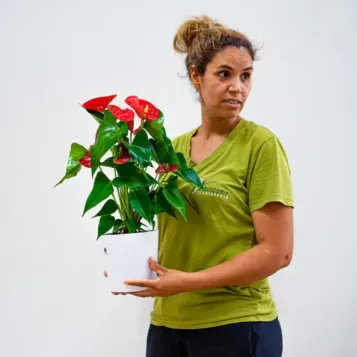 Compra Anthurium en Barcelona | Plantas de Interior