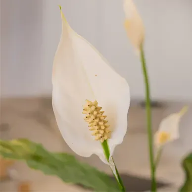 Comprar Spathiphyllum en Barcelona | Plantas de Interior 2