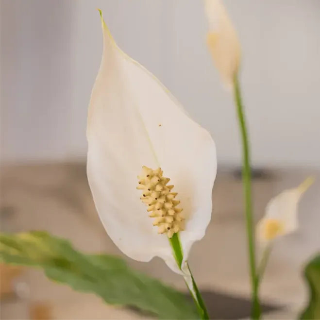 Comprar Spathiphyllum en Barcelona | Plantas de Interior