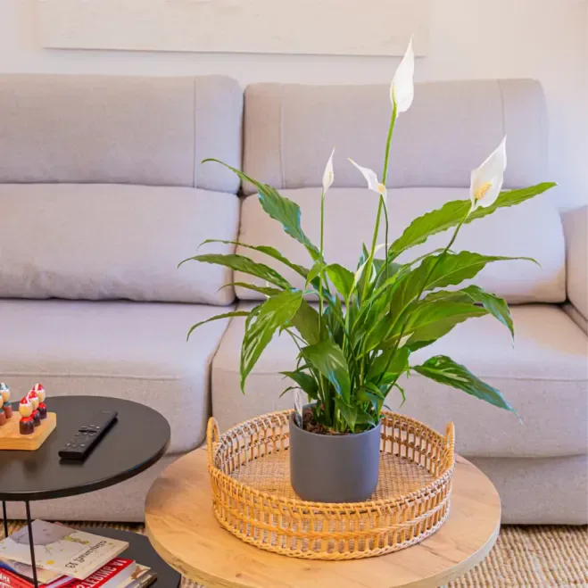 Comprar Spathiphyllum en Barcelona | Plantas de Interior