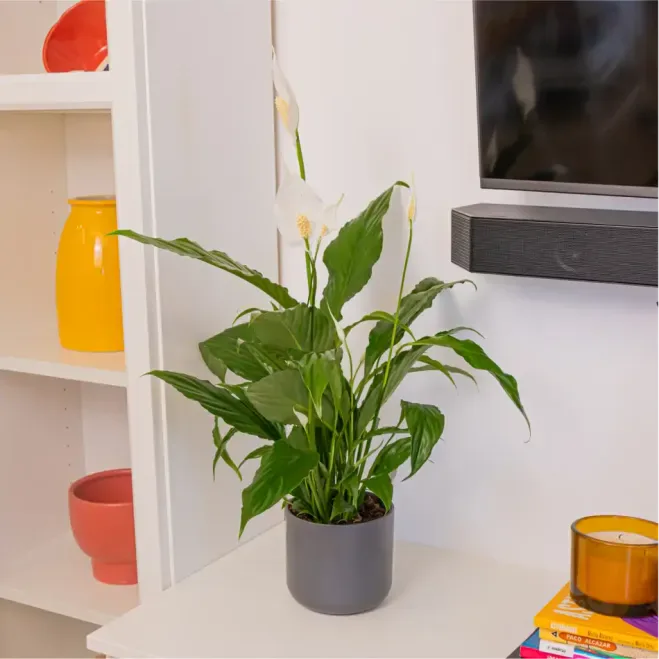 Comprar Spathiphyllum en Barcelona | Plantas de Interior